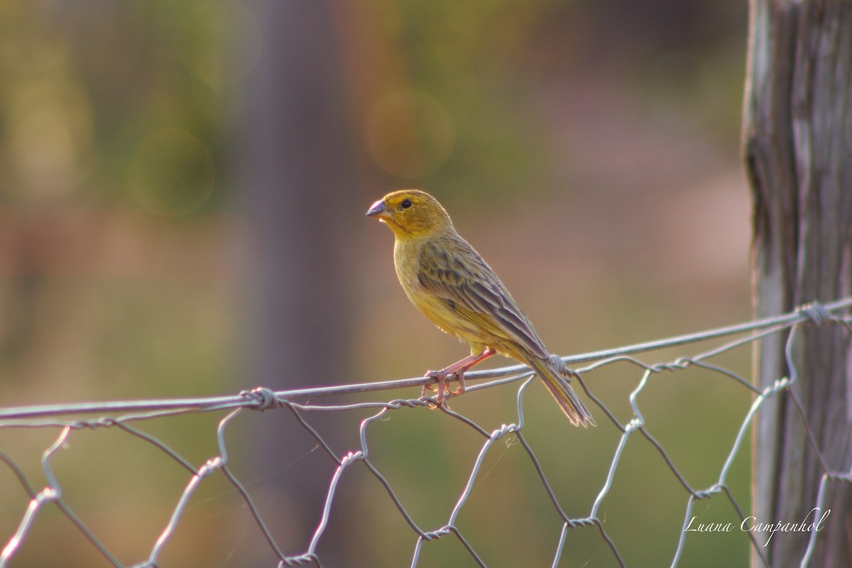 Saffron Finch - ML642186544