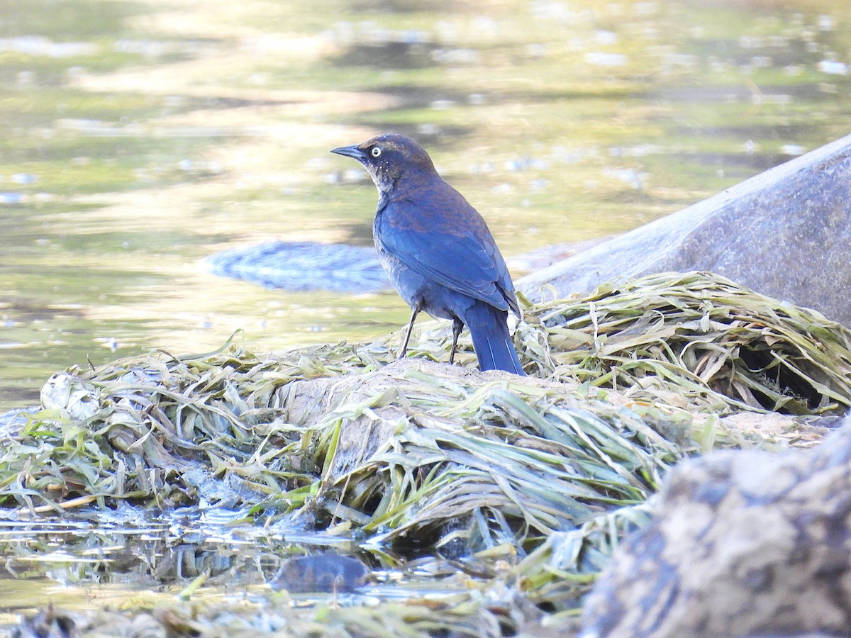 Rusty Blackbird - ML642186545
