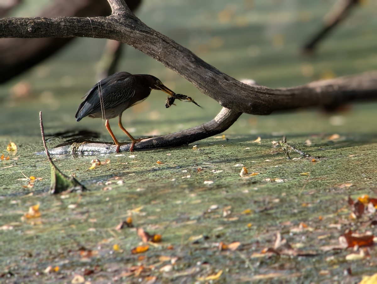 Green Heron - ML642186546