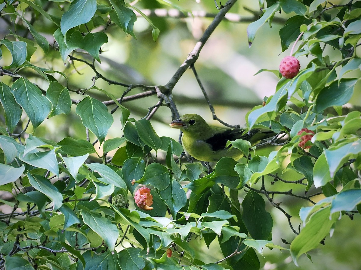 Scarlet Tanager - ML642186547