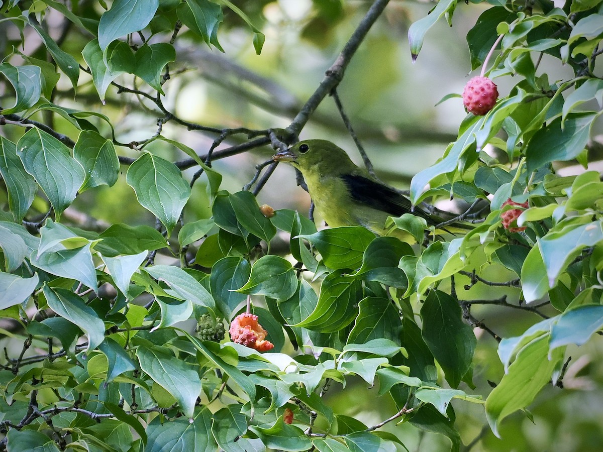 Scarlet Tanager - ML642186548