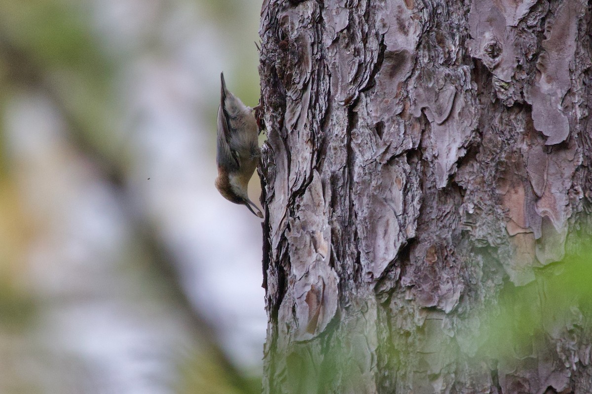 Brown-headed Nuthatch - ML642186549