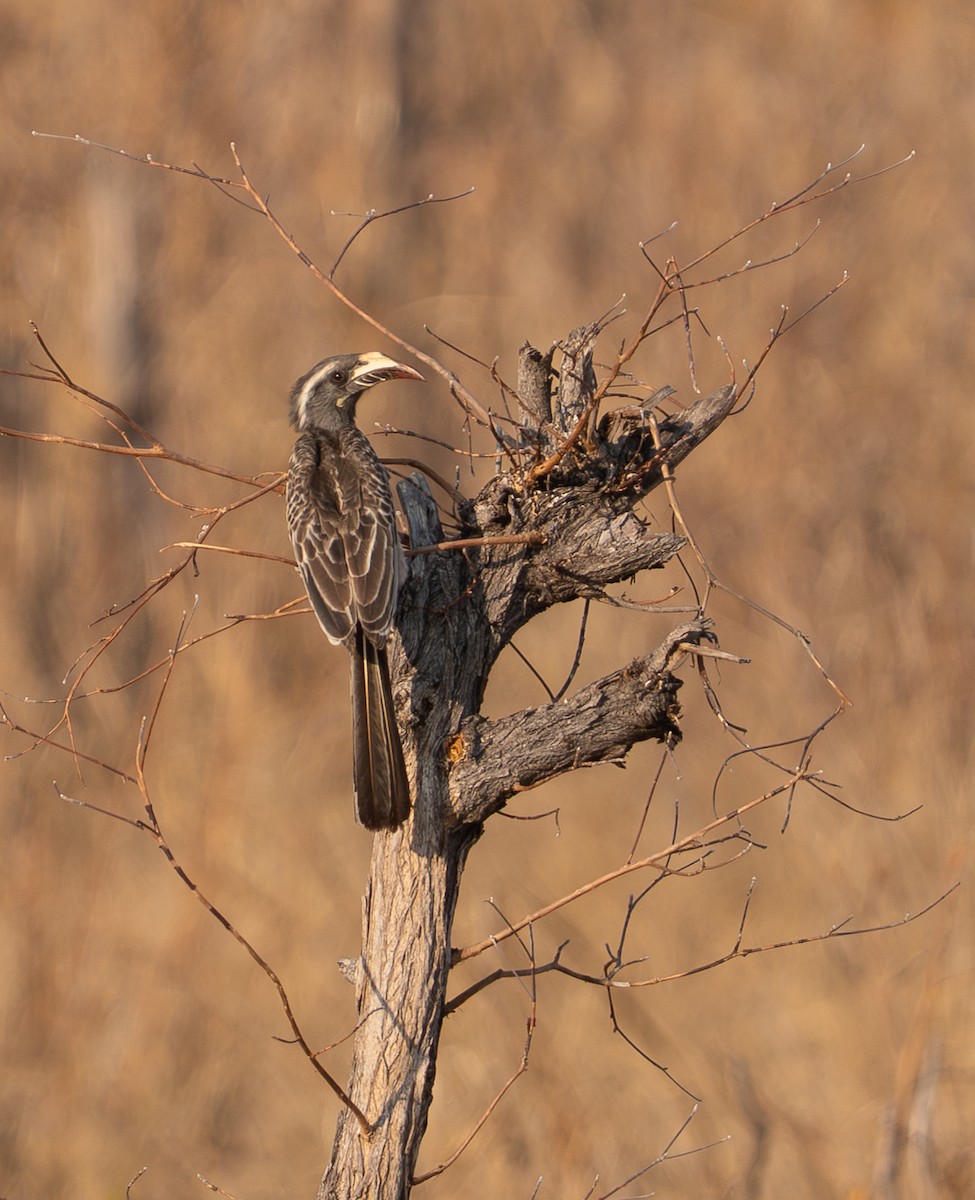 African Gray Hornbill - ML642186551
