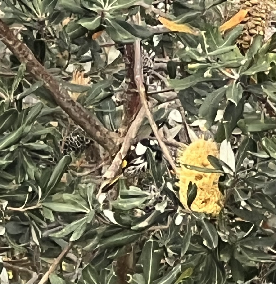 White-cheeked Honeyeater - ML642186559