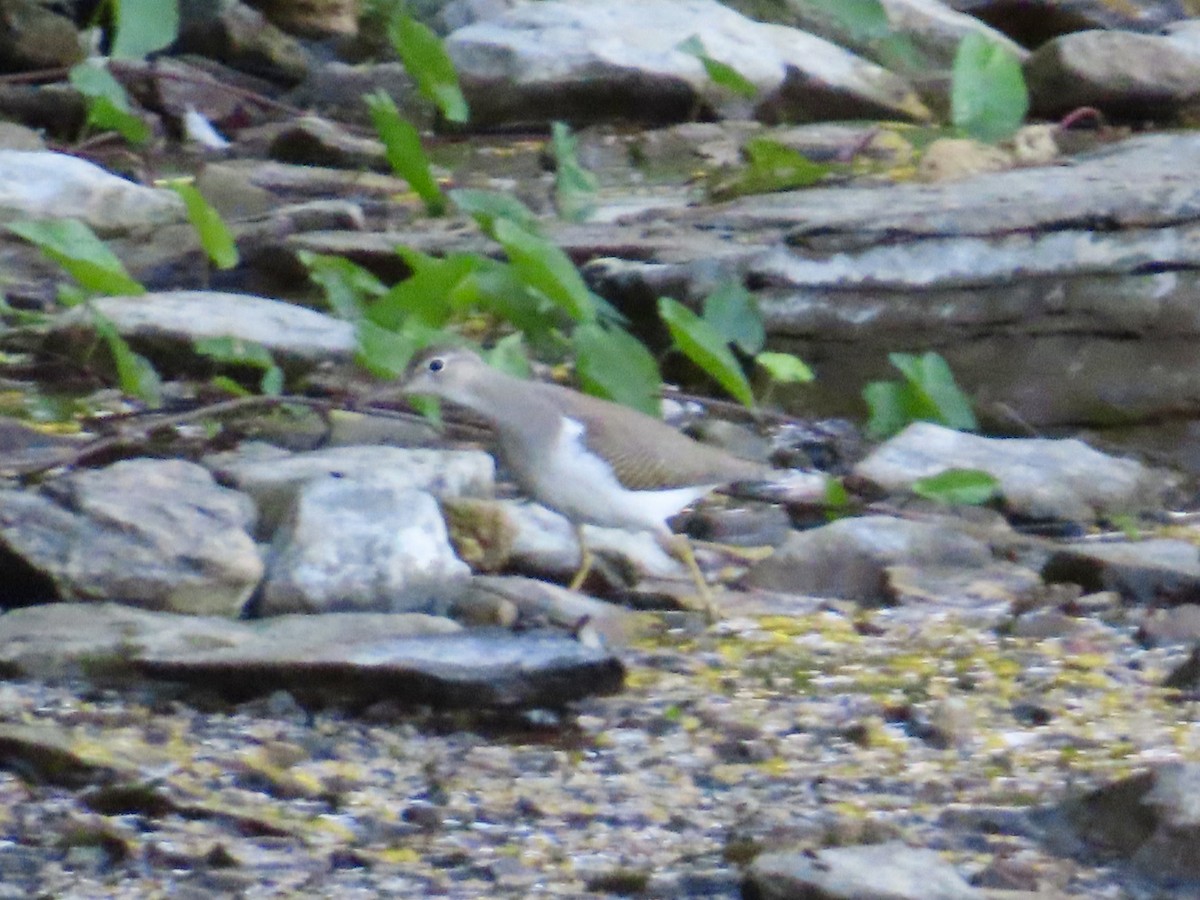 Spotted Sandpiper - ML642186560