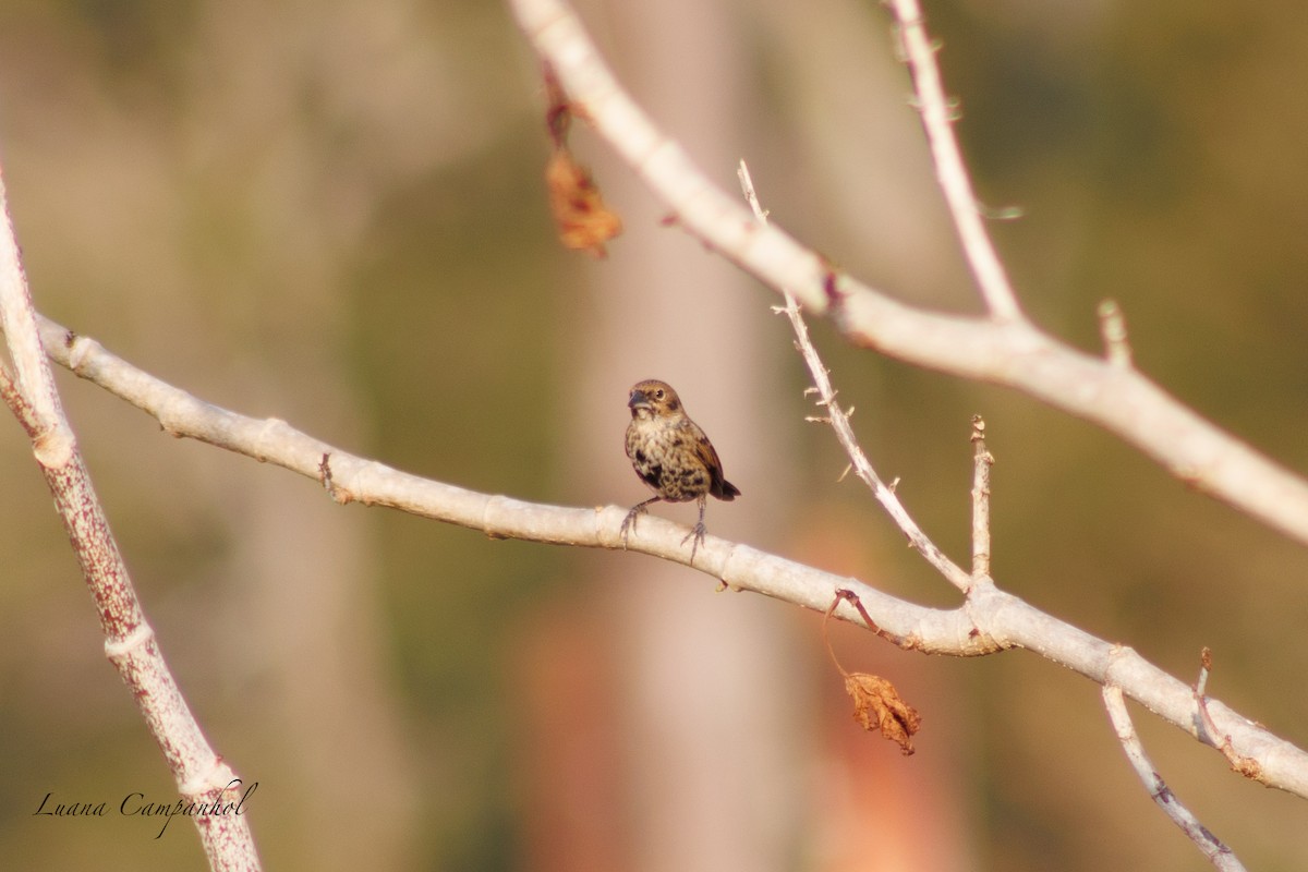 Blue-black Grassquit - ML642186562