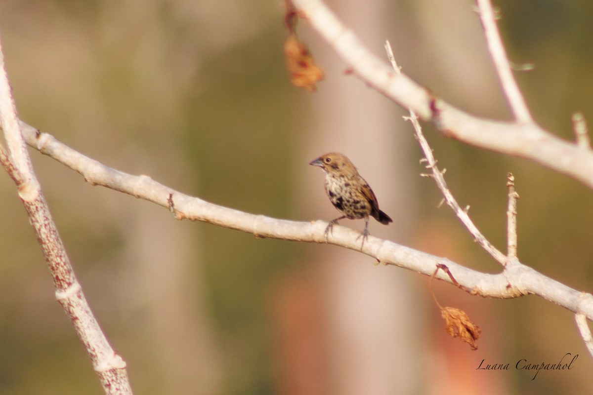 Blue-black Grassquit - ML642186563