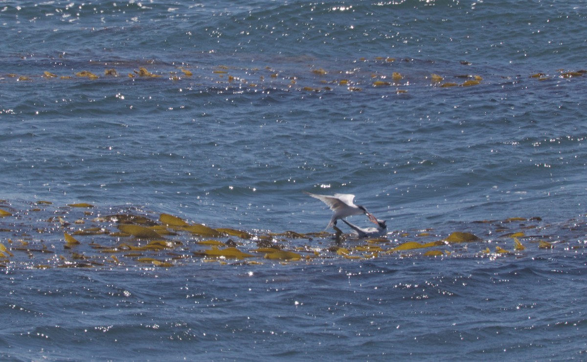 Elegant Tern - ML642186567