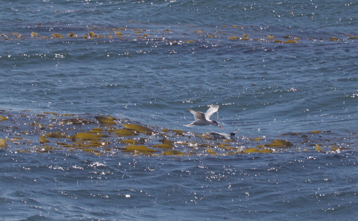 Elegant Tern - ML642186568