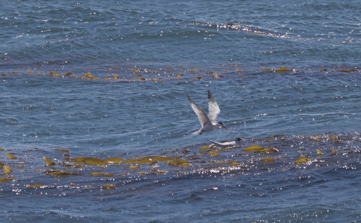 Elegant Tern - ML642186570