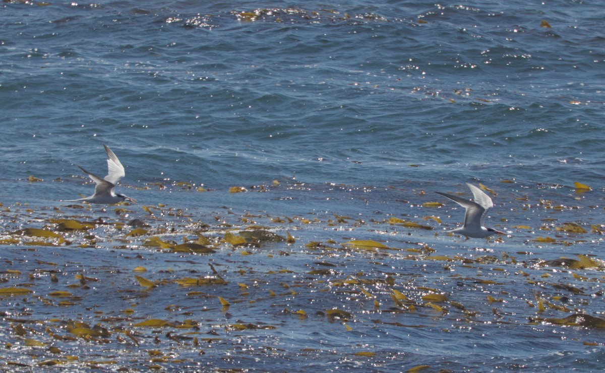 Elegant Tern - ML642186571