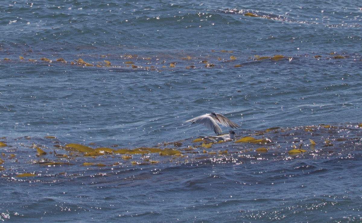 Elegant Tern - ML642186572