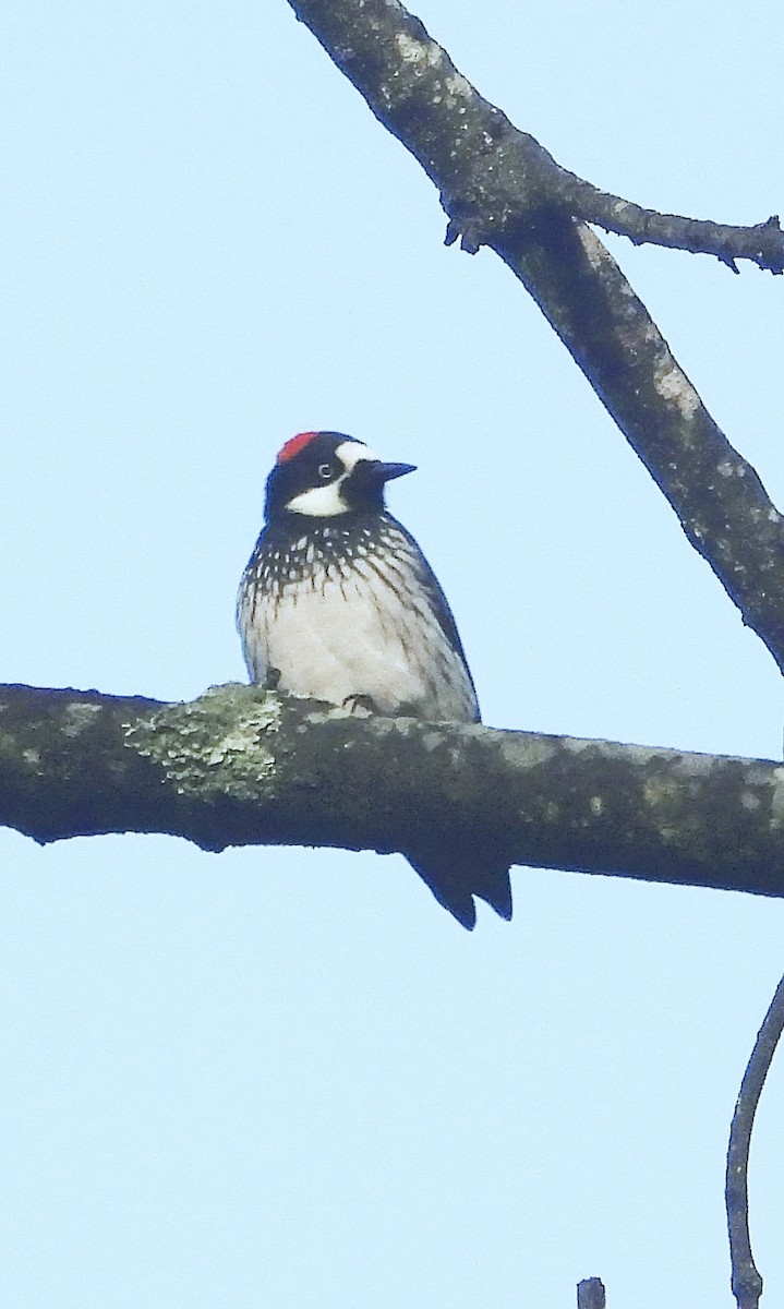Acorn Woodpecker - ML642186589