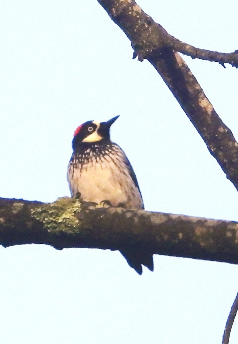 Acorn Woodpecker - ML642186590