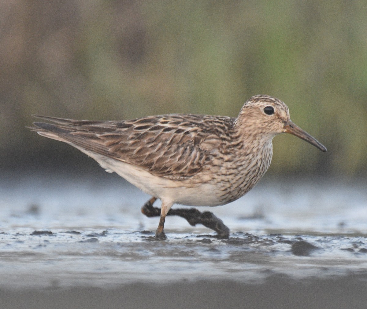 Pectoral Sandpiper - ML642186601