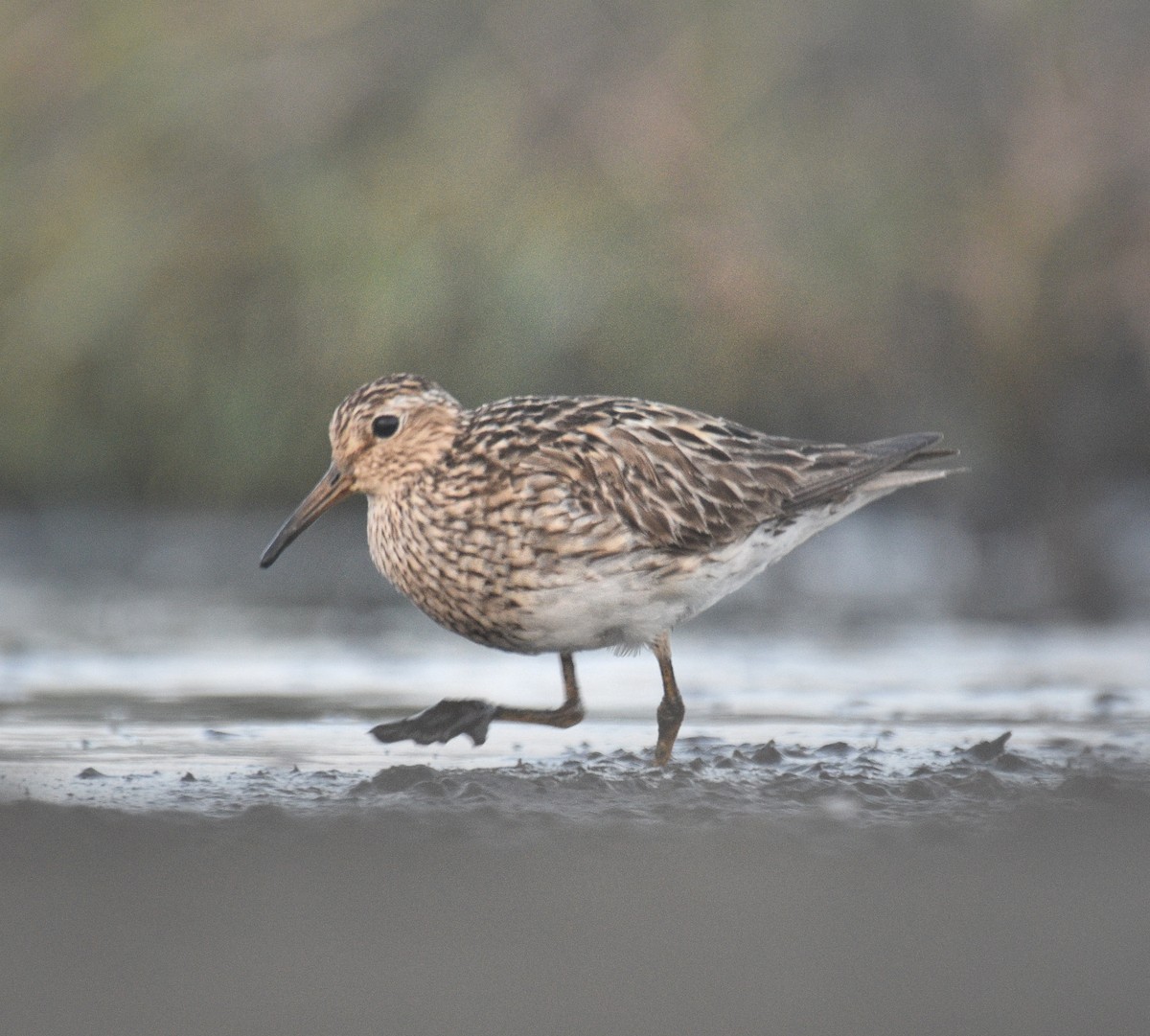 Pectoral Sandpiper - ML642186602