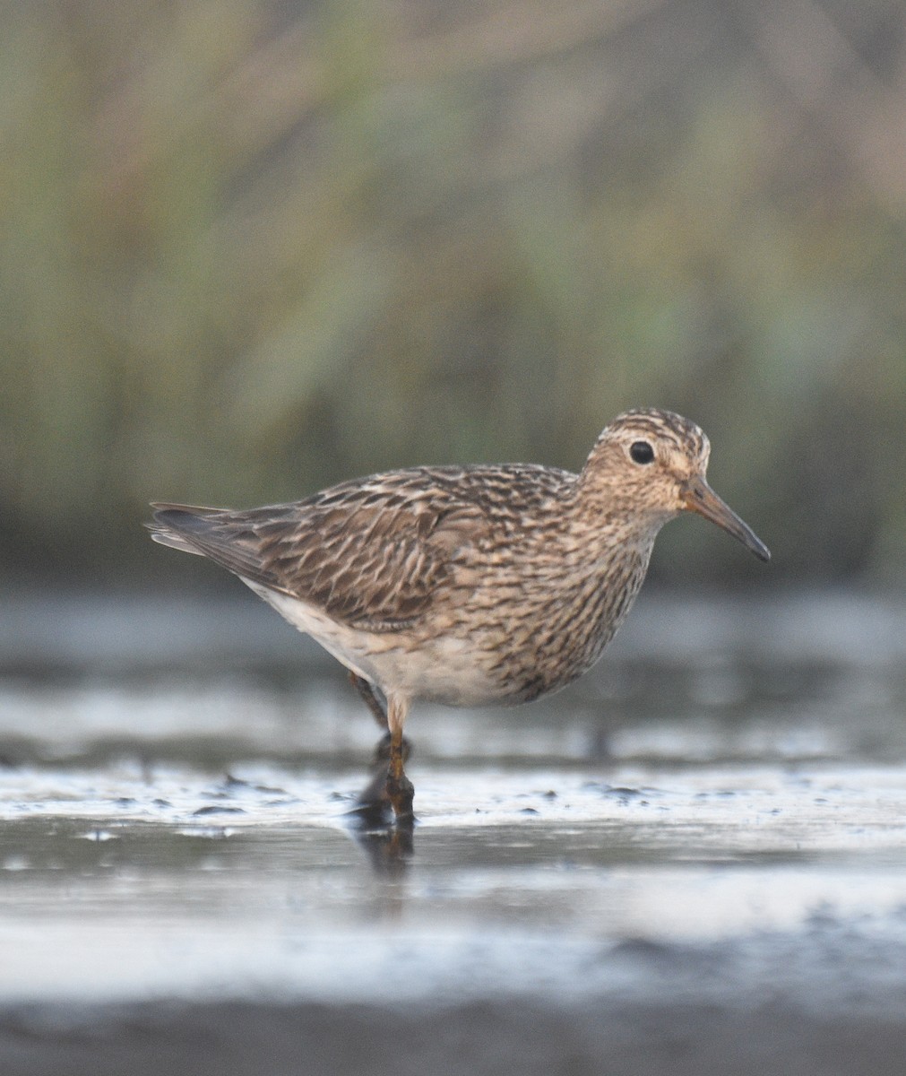 Pectoral Sandpiper - ML642186603