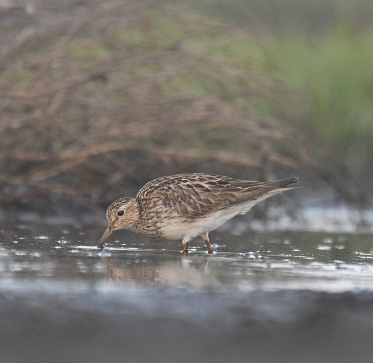 Pectoral Sandpiper - ML642186604