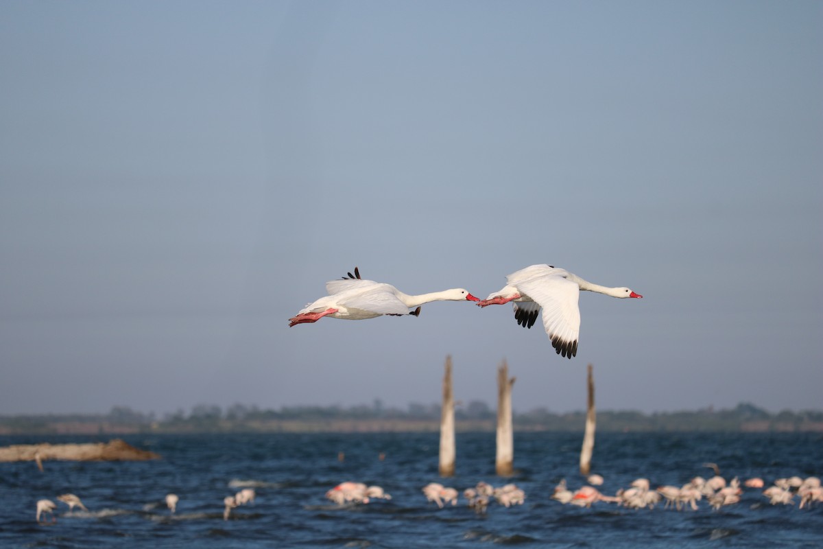 Coscoroba Swan - ML642186609