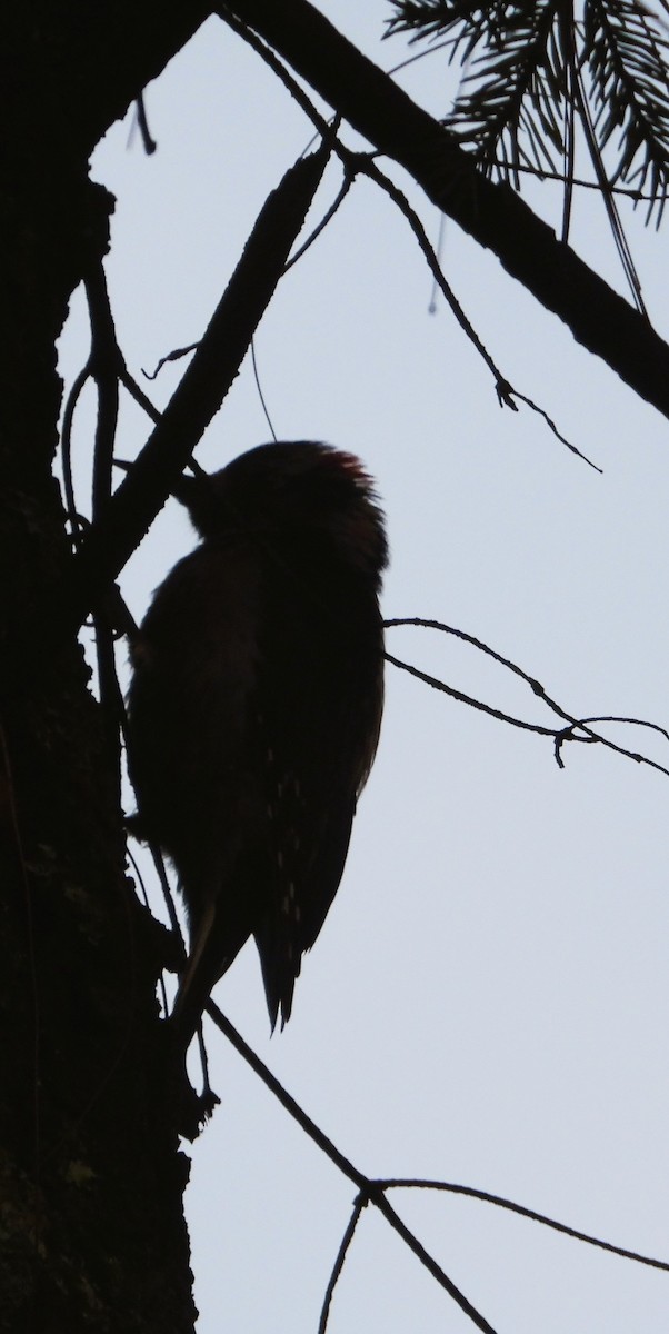 Hairy Woodpecker - ML642186627