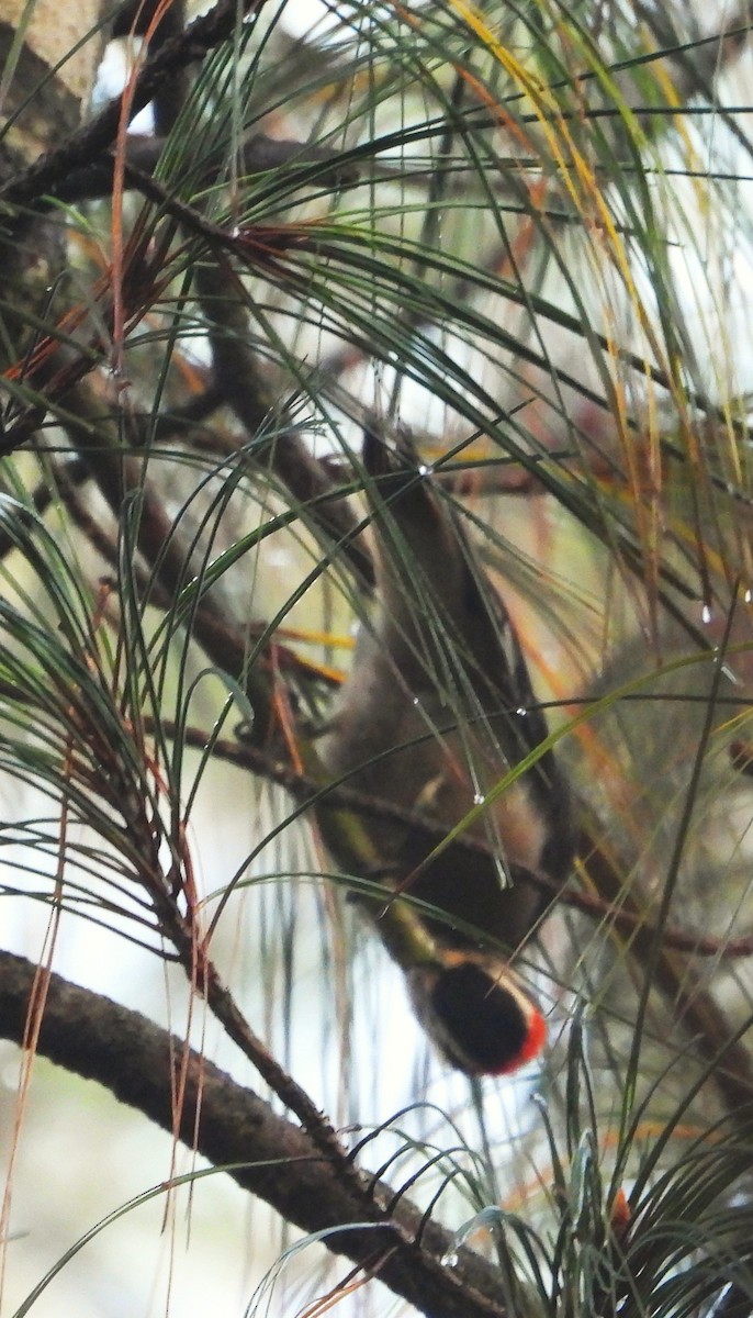 Hairy Woodpecker - ML642186628