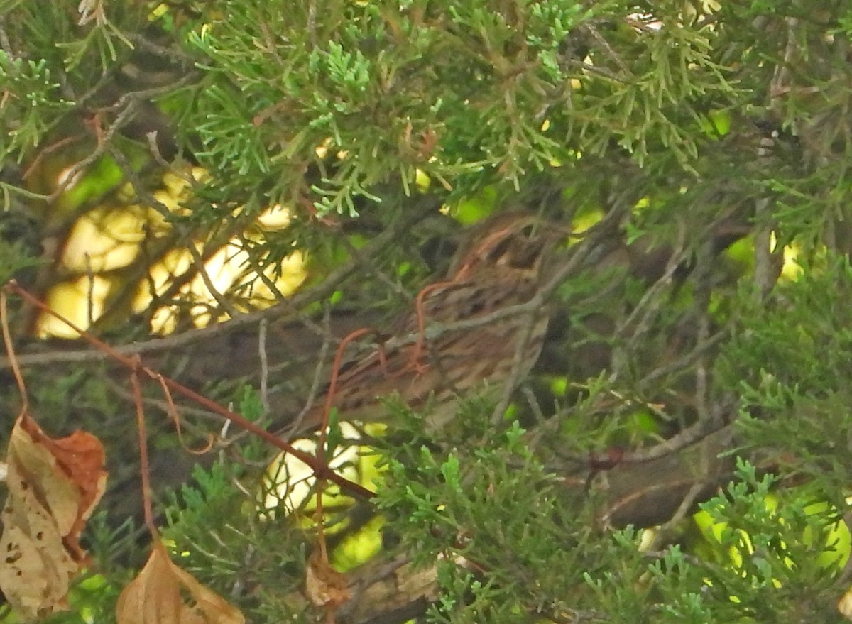 Savannah Sparrow - ML642186633