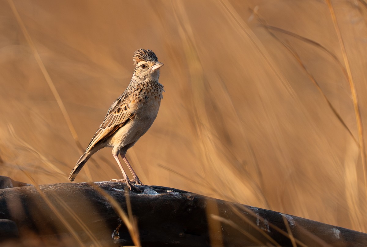 Rufous-naped Lark - ML642186634