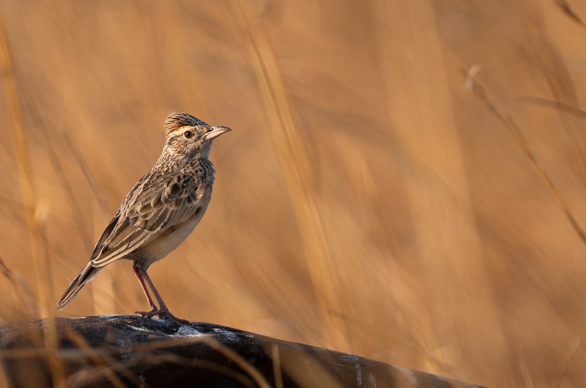 Rufous-naped Lark - ML642186635