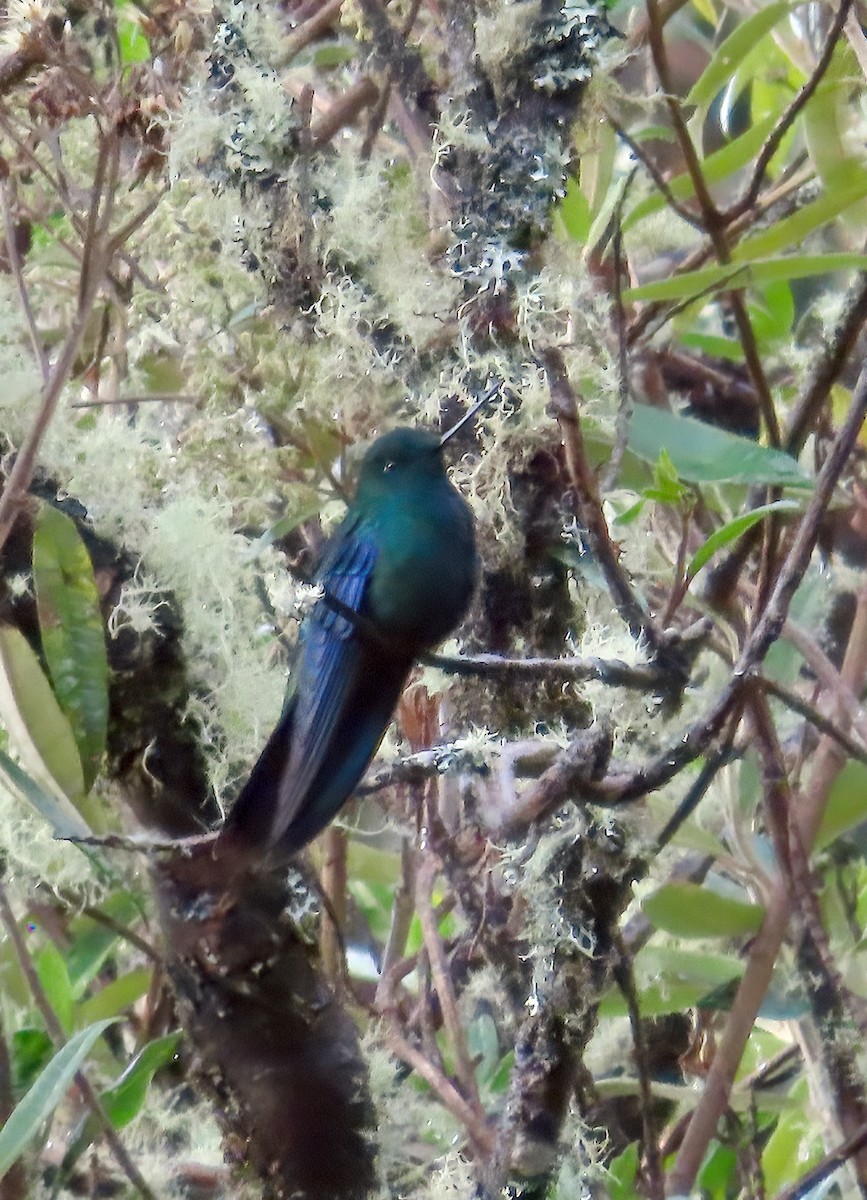 Colibrí Aliazul - ML642186638