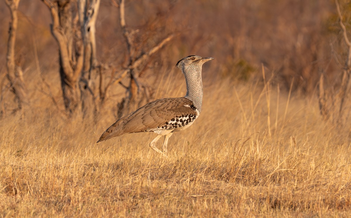 Kori Bustard - ML642186662