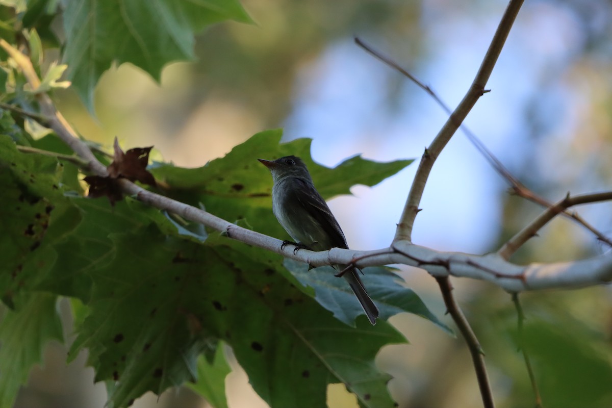 Eastern Wood-Pewee - ML642186664