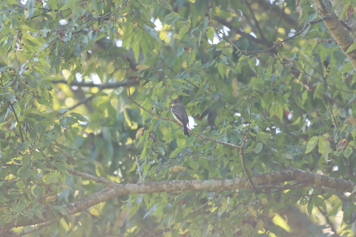Eastern Wood-Pewee - ML642186665