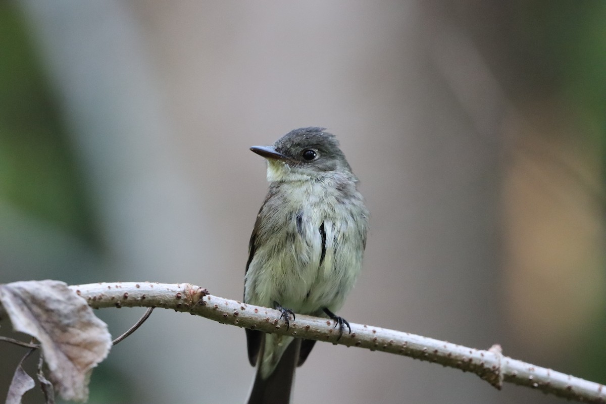 Eastern Wood-Pewee - ML642186666