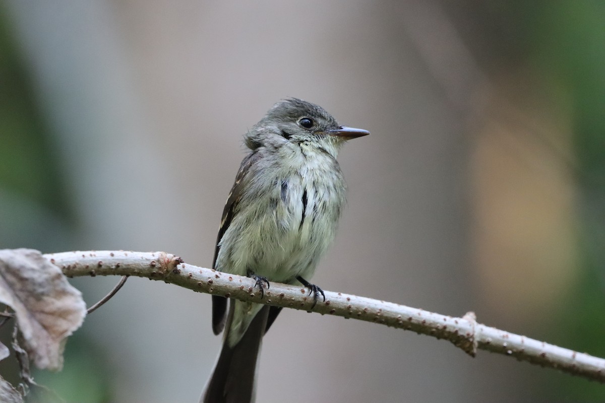 Eastern Wood-Pewee - ML642186667