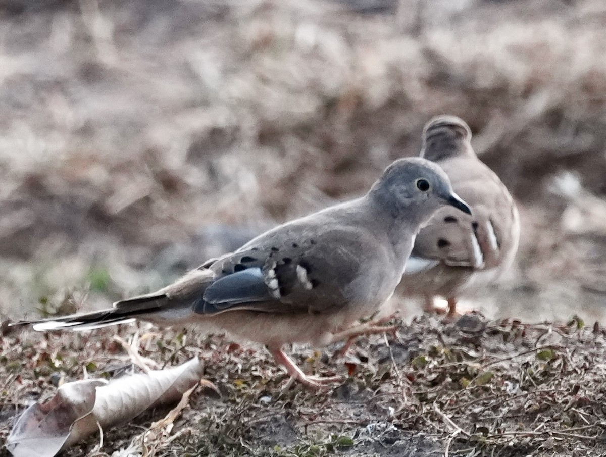 Long-tailed Ground Dove - ML642186680