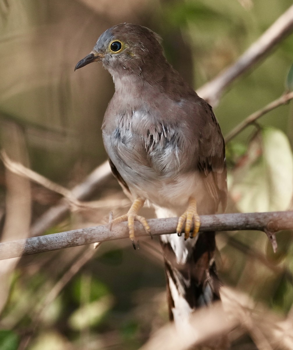 Long-tailed Ground Dove - ML642186681
