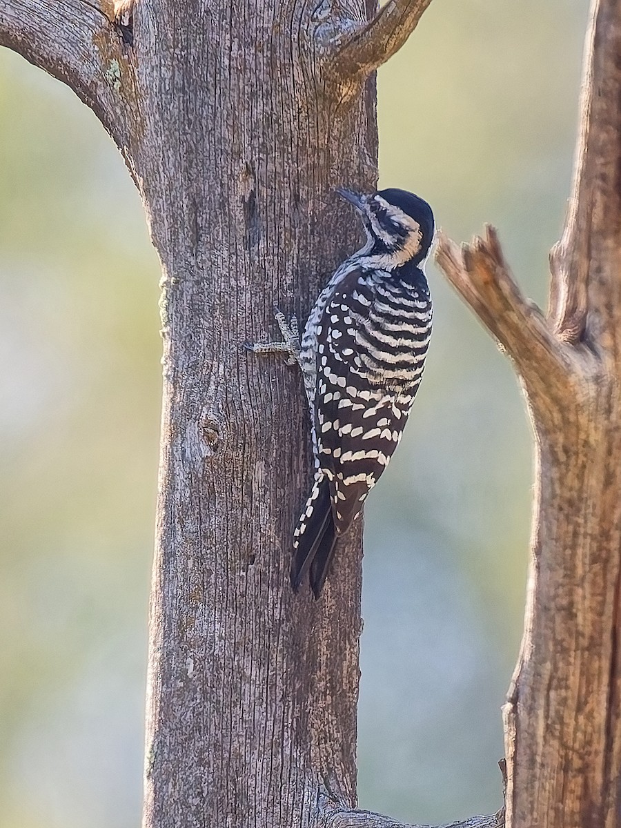 Ladder-backed Woodpecker - ML642186688