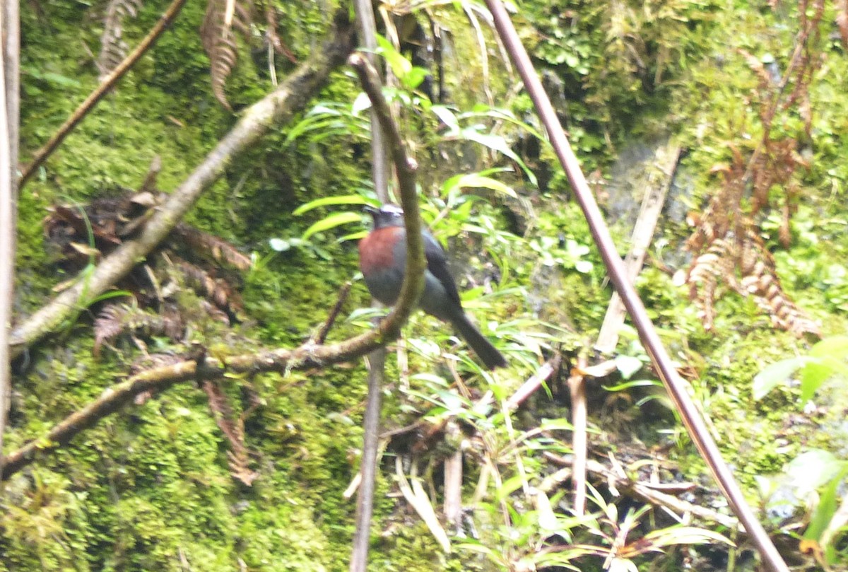 Maroon-belted Chat-Tyrant - ML642186696