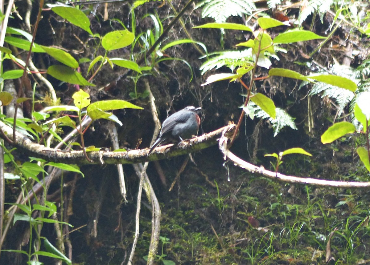 Maroon-belted Chat-Tyrant - ML642186697