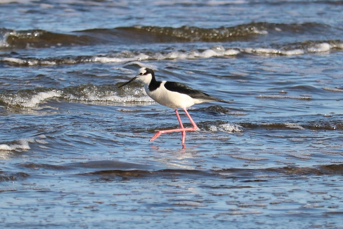 Black-necked Stilt - ML642186732