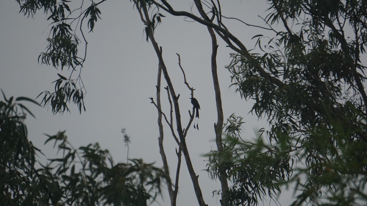 Greater Racket-tailed Drongo - ML642186735