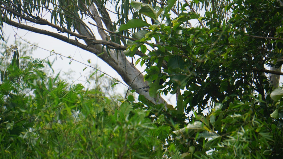dragedrongo - ML642186737