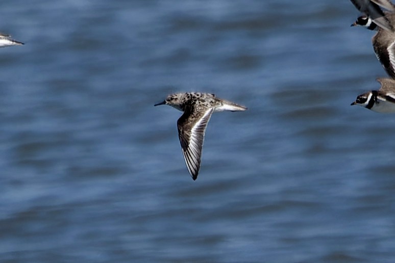 Sanderling - ML642186738