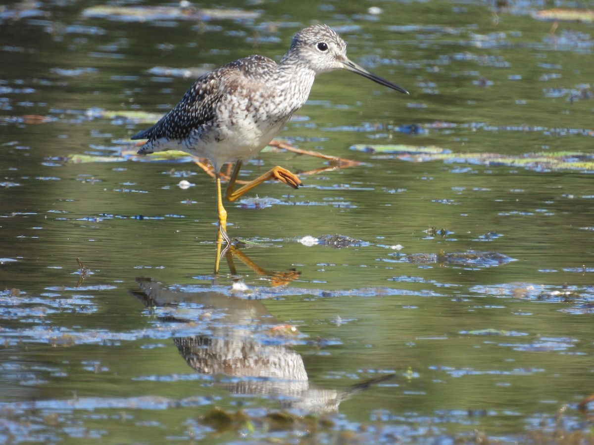 plystresnipe - ML642186784