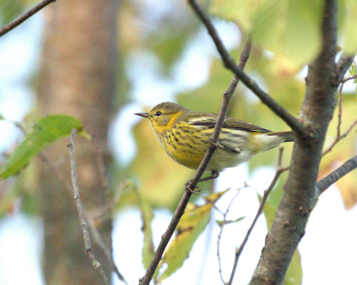 brunkinnparula - ML642186797