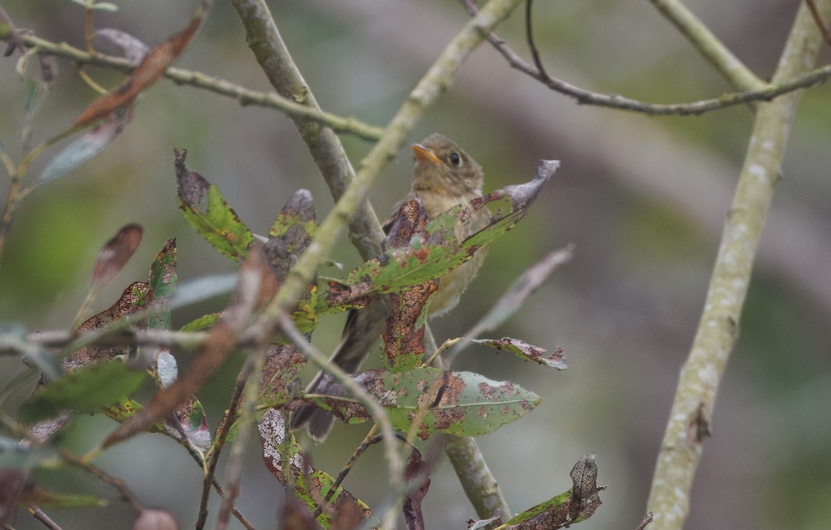 Empidonax sp. - ML642186820