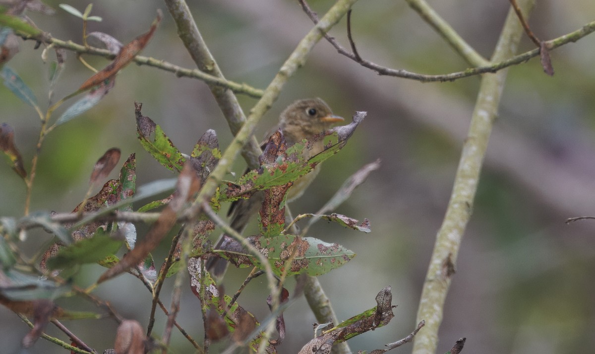Empidonax sp. - ML642186829