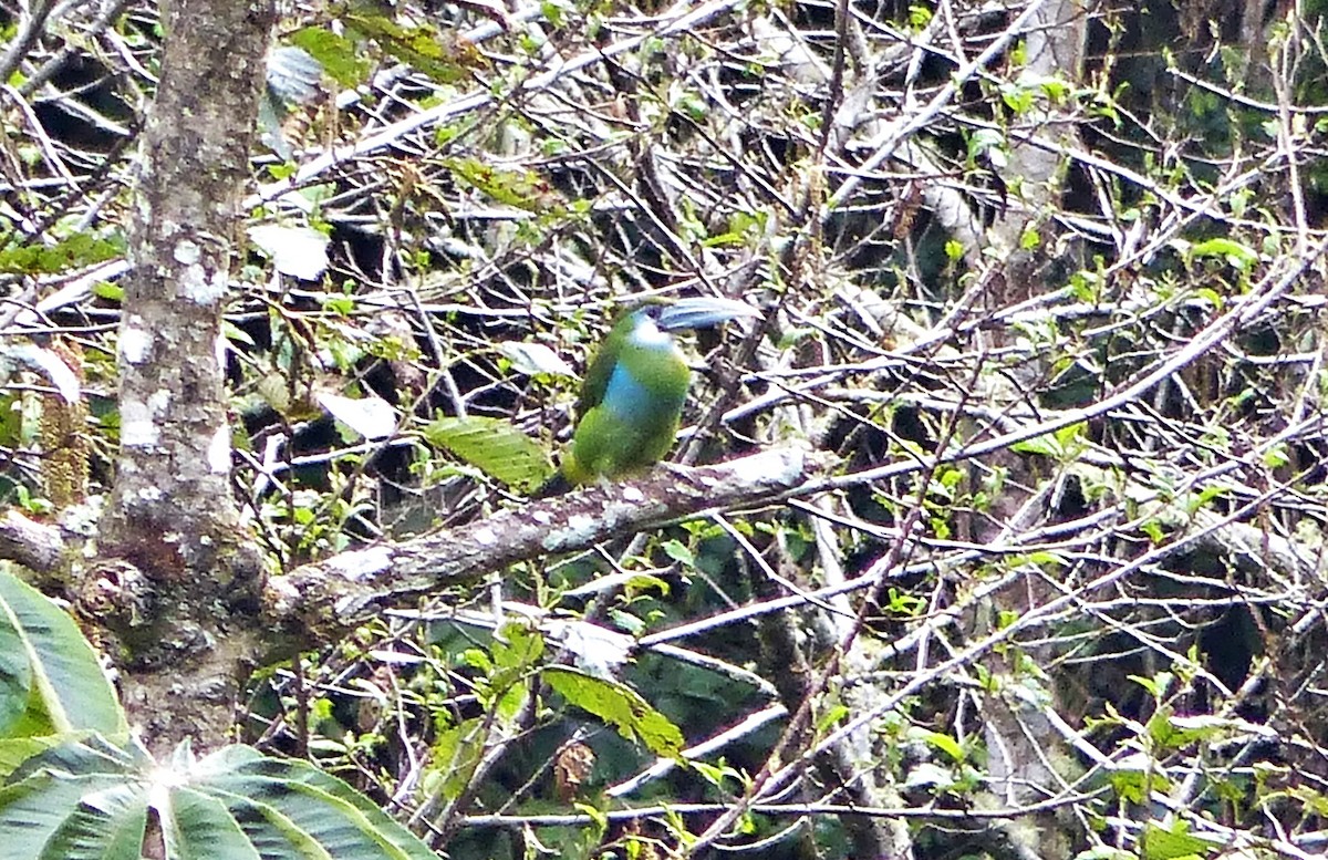 Blue-banded Toucanet - ML642186843
