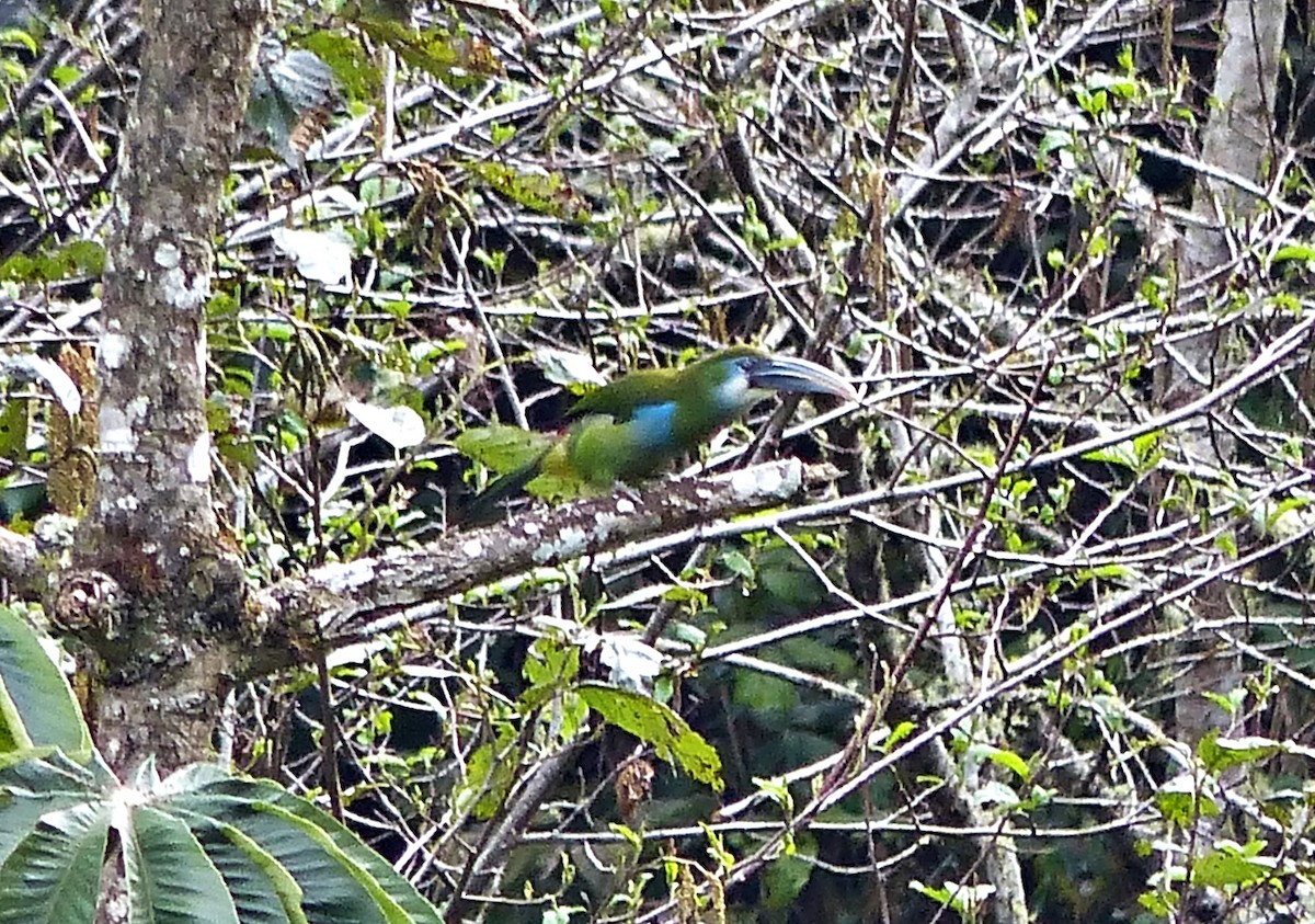 Blue-banded Toucanet - ML642186846