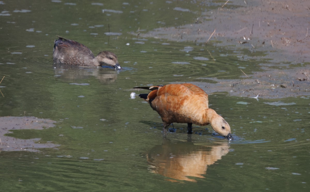 Ruddy Shelduck - ML642186870